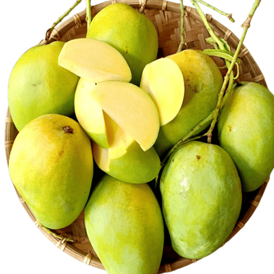 Xoài Tứ Quí 3-4ft Free Ship