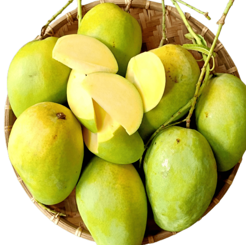 Xoài Tứ Quí 3-4ft Free Ship