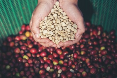 Robusta Green Bean 5 Kg