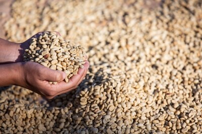 Arabica Green Bean 5 Kg