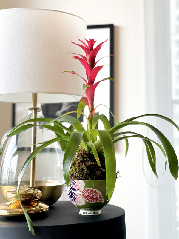 Scarlet Star Bromeliad Kokedama