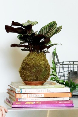 Calatheas Kokedama