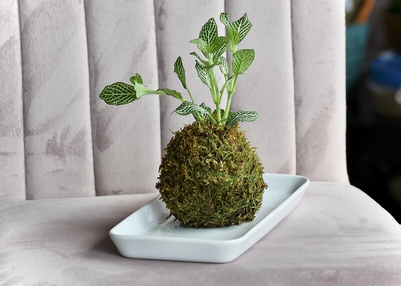 Nerve Plant - Kokedama