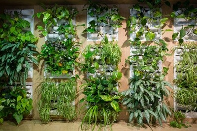 Plants