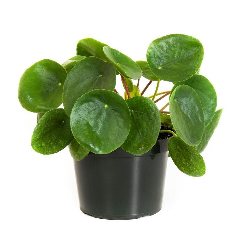 Pilea Peperomioides (Chinese Money Plant) - 6&quot; Growers Pot