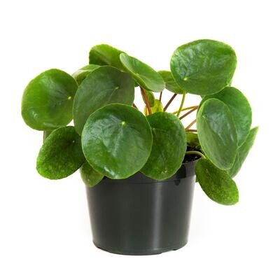 Pilea Peperomioides (Chinese Money Plant) - 6&quot; Growers Pot