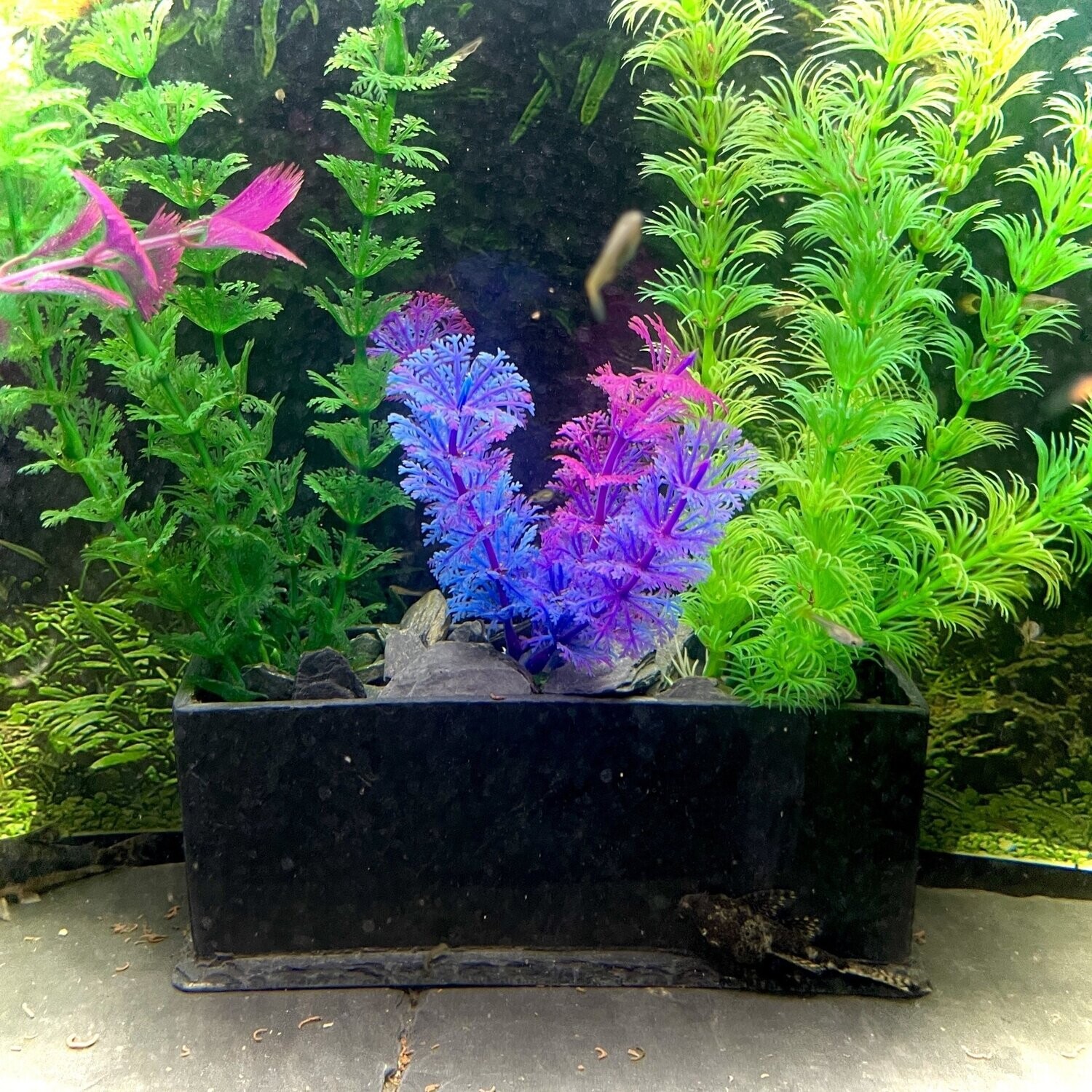Slate Planter, ​Handmade Natural 20x7x8cm Discus, Tropical, Cold water,  Catfish, Plecos, Free p&p