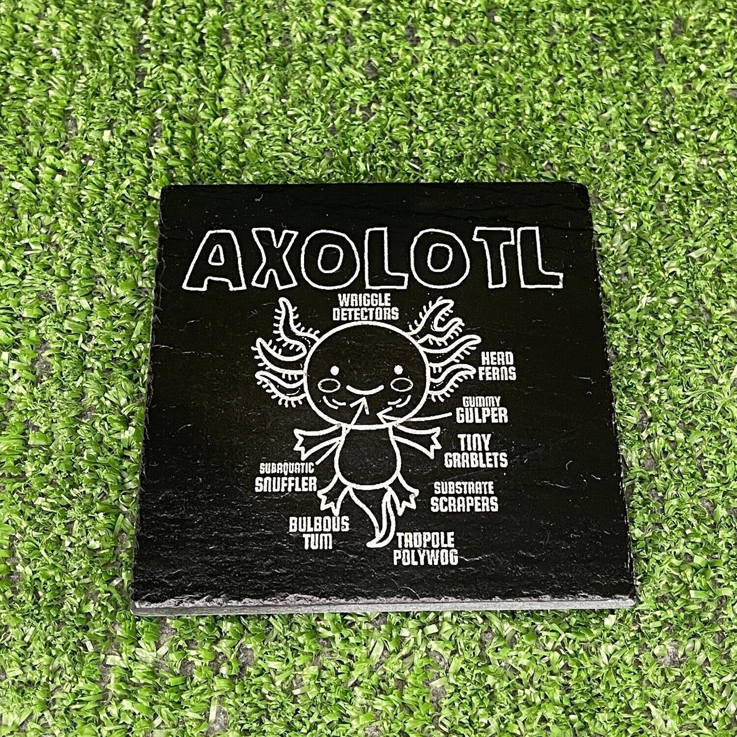 Axolotl Anatomy Coaster