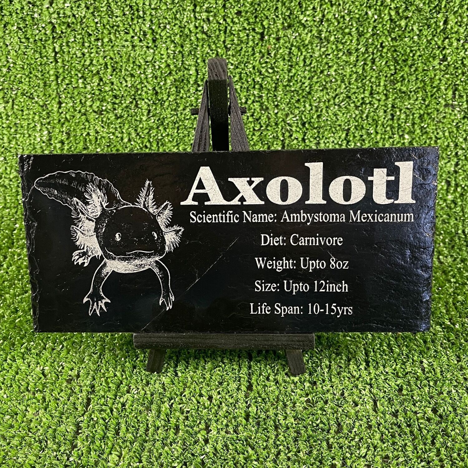 ​Axolotl Laser Engraved Slate Fact Sign.