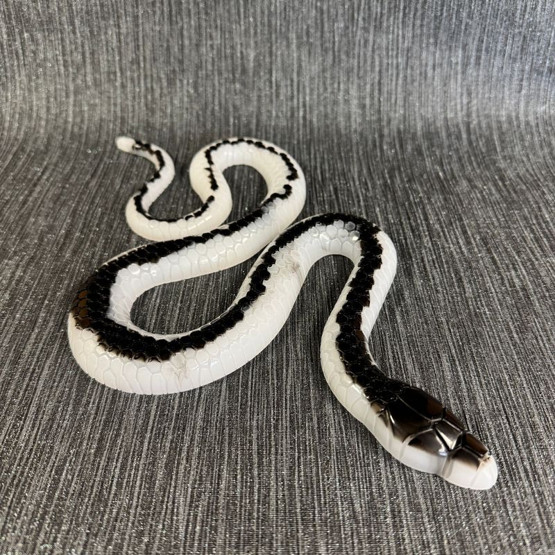 White / Black Sparkling Snake Epoxy Resin Reptile Model