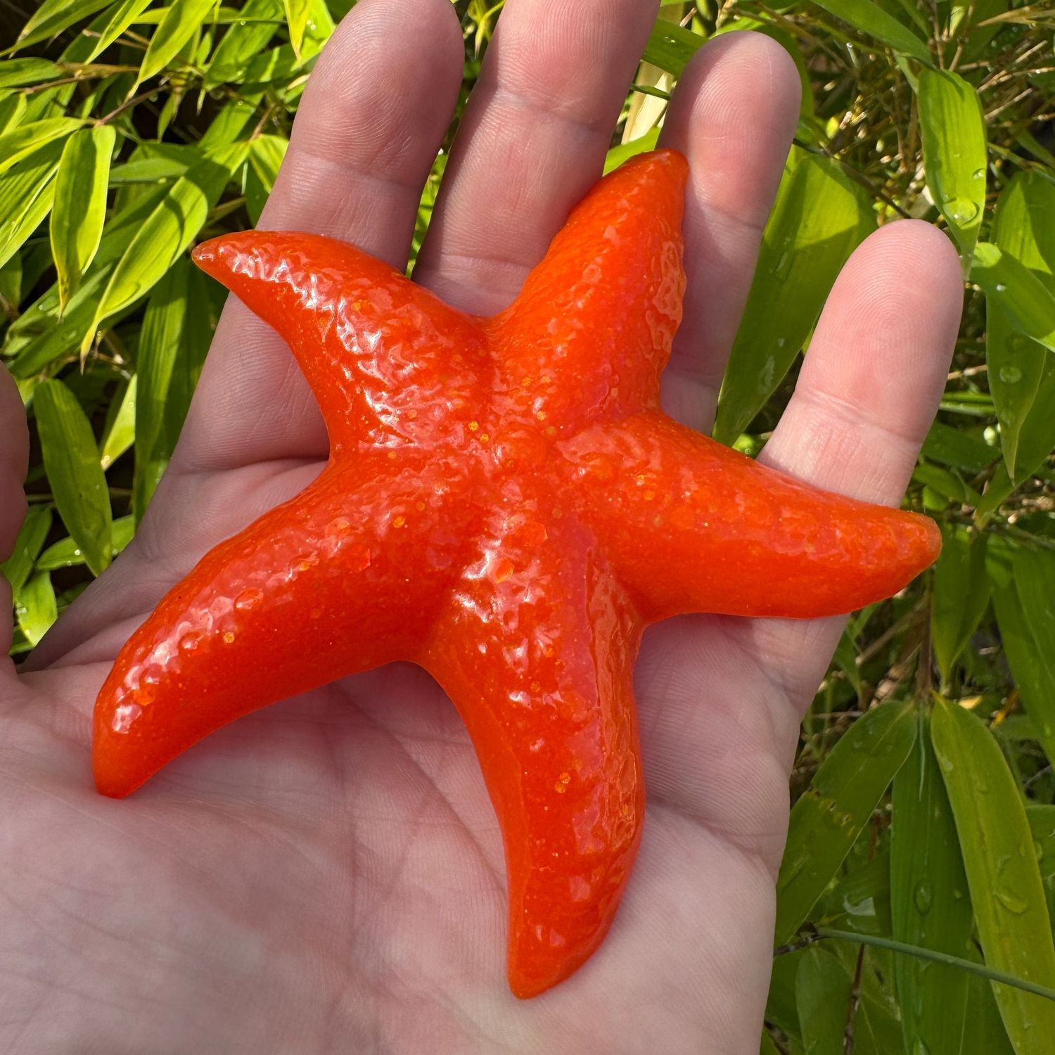 Beautiful Orange Life size Starfish Model.