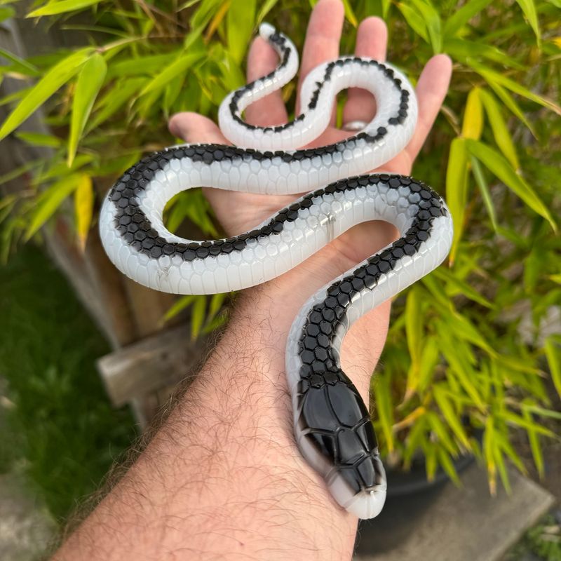 Snake White / Black Sparkling Epoxy Resin Reptile Model