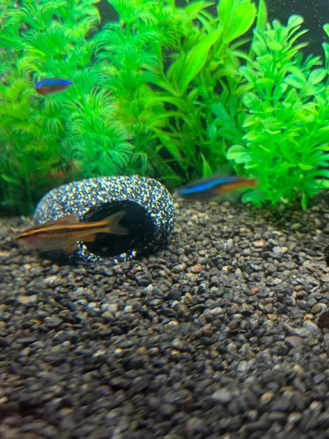 A​quarium Cichlid Stone Cave Fish and Shrimp Hide out.