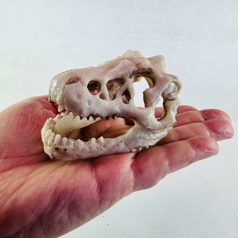 Vibrant Dinosaur Skull Aquarium Decor