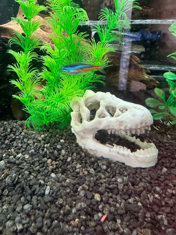 Vibrant Dinosaur Skull Aquarium Decor