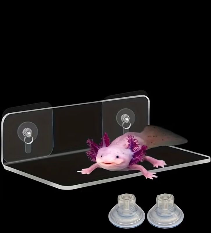 Axolotl / Reptile / Amphibious Animal Basking Shelf, Dock.