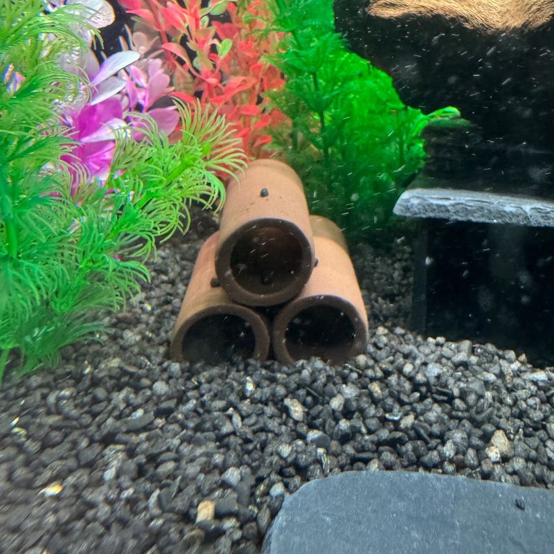 1 piece Set of 3 Small Catfish / Shrimp Fry Tubes