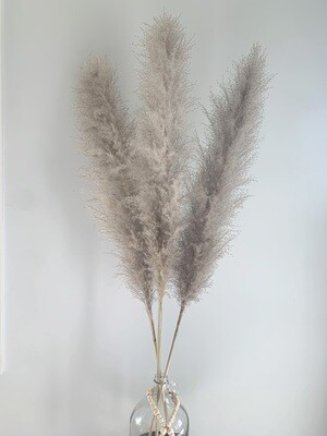 Light Grey XL Pampas