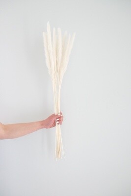 Small Pampas