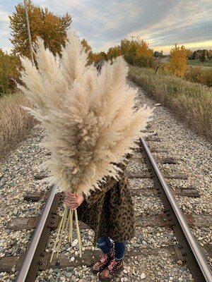 Champagne Pampas