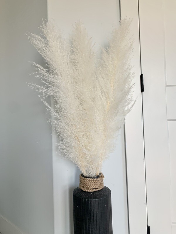 Ivory White XL Pampas