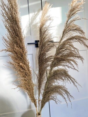 One side hanging Pampas