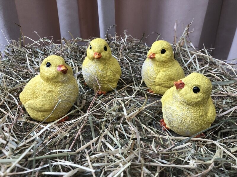 Set van twee kuikentjes