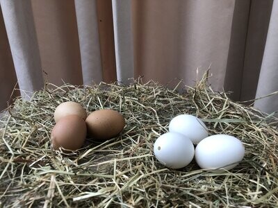 Set eieren