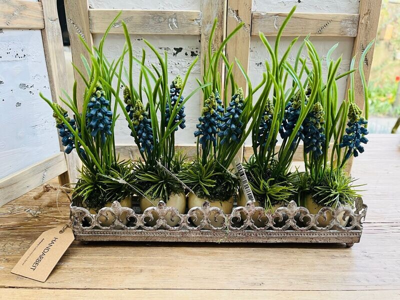 Blauwe druifjes arrangement