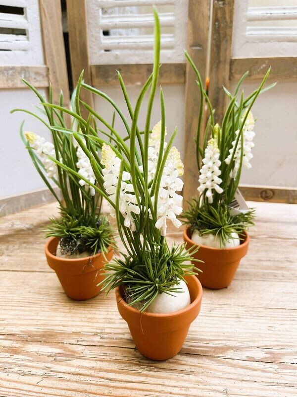 Witte druifjes in terracotta pot