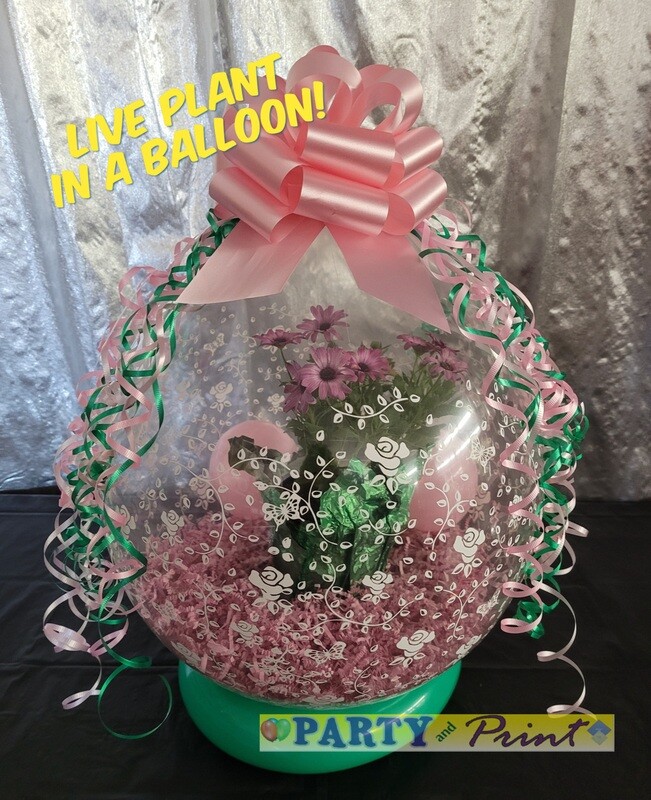 Stuffed Balloon  with ribbon and a Live Plant - Requires 3 Day advance purchase