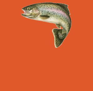 Safari du samedi 13 septembre 2025, les inscriptions sont ouvertes.
C'est 120 kg de truites portions et 18 kg de truites trophées.
Suite à votre inscription : café ou thé, tisane ou jus de fruits offert, hors canette et alcool.
Tarif : 21,60€ dont 1€ de caution (ticket indiquant vos emplacements) remboursé en fin de safari.
En 3 manches de 1h30. (Pêche avec : 1 canne avec ou sans moulinet + hameçon avec ou sans ardillon et un flotteur.
Afin de passer un agréable moment et limiter les soucis entre pêcheur, interdiction de pêcher à la bombette, à la bulle d'eau ainsi qu'a la cuiller.