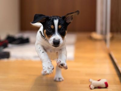 For dogs