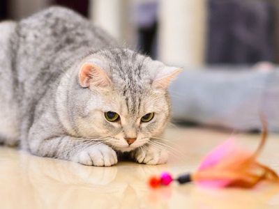 For cats