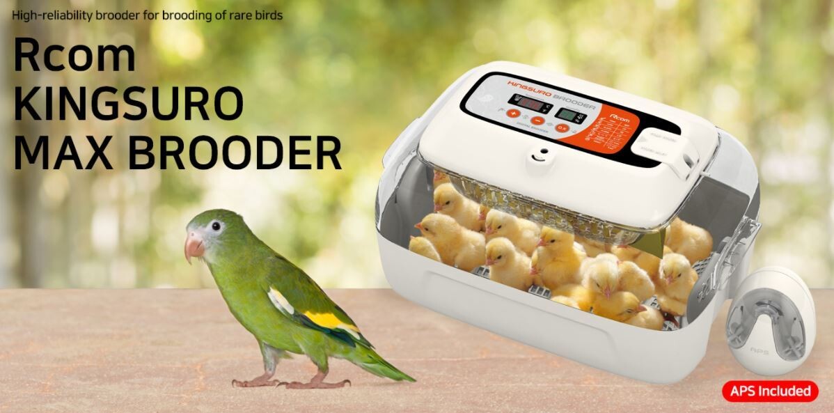 RCom King Suro Max Brooder