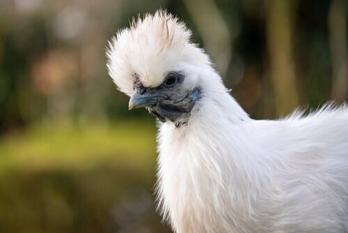 Unbearded Silkie hen - White