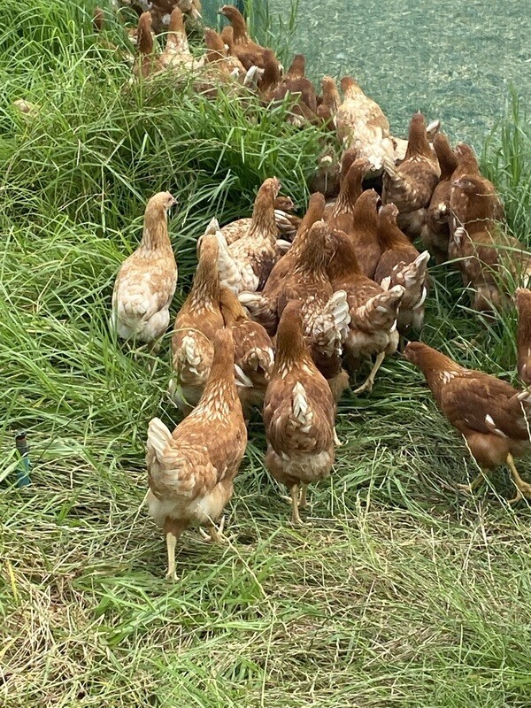 Lohman Brown Laying hens - 20 weeks