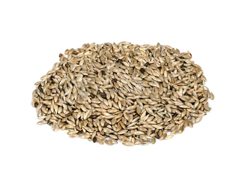 Canary 1kg