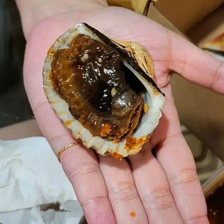 XXXL Size Hums (Cockles)