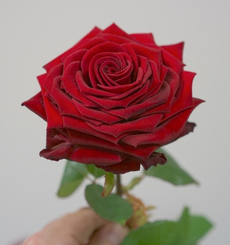 Single Red Rose