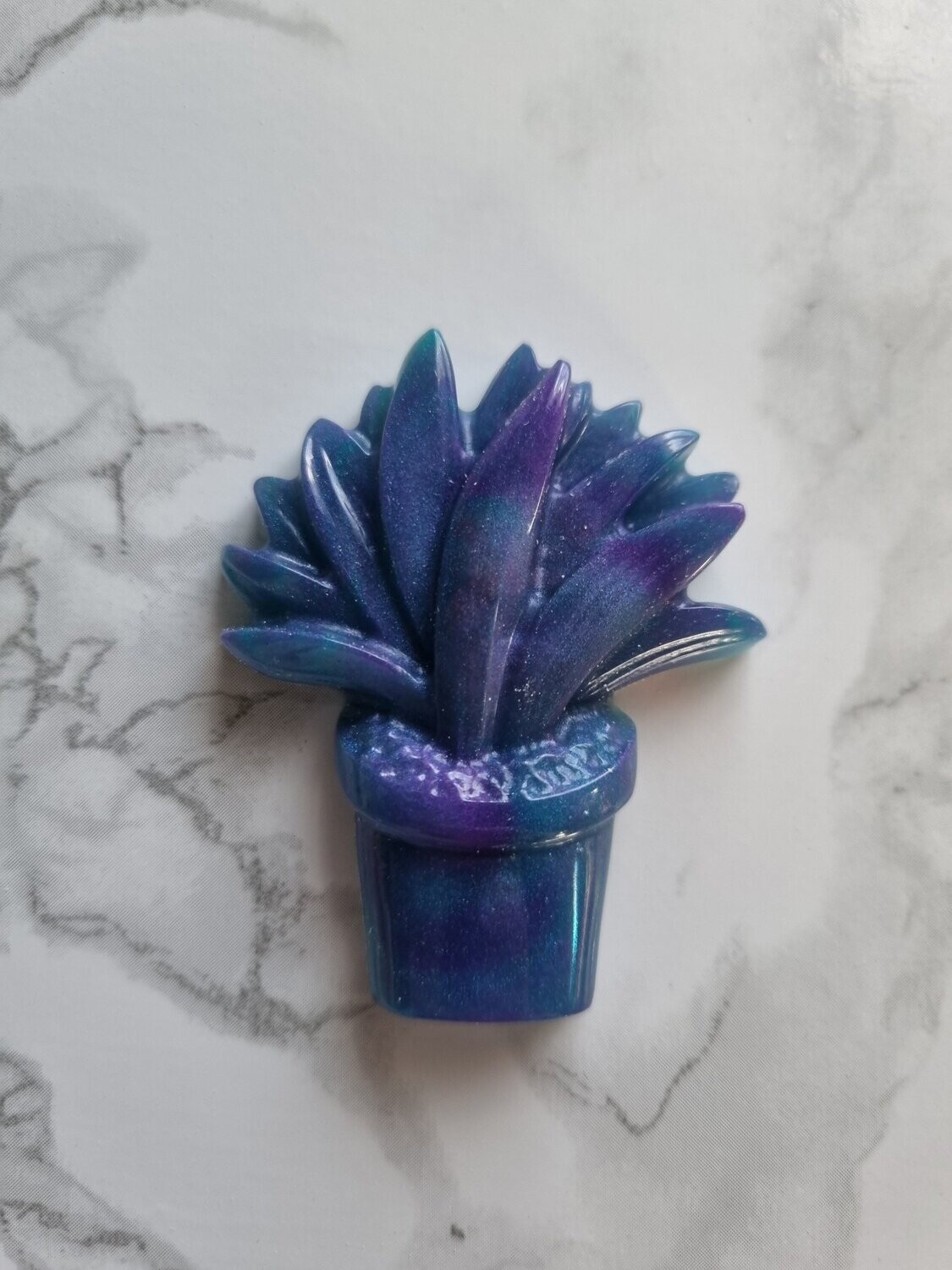Cactus en pot #8