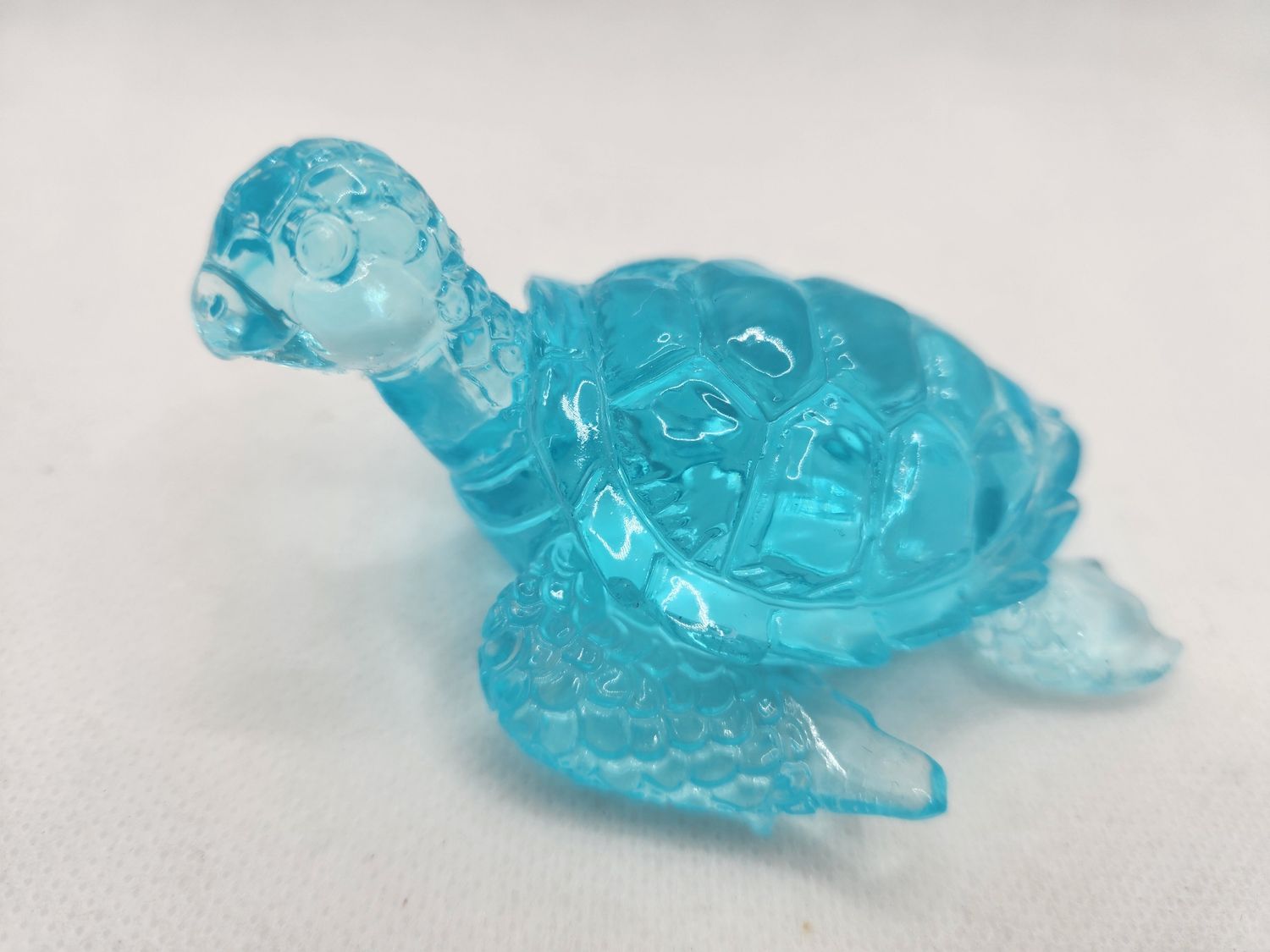 Petite tortue bleu lagon