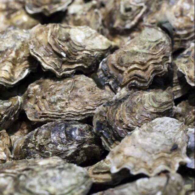 LARGE Murotsu-Japanese Oysters