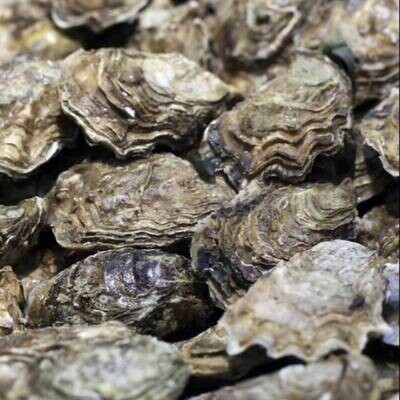 LARGE Murotsu-Japanese Oysters