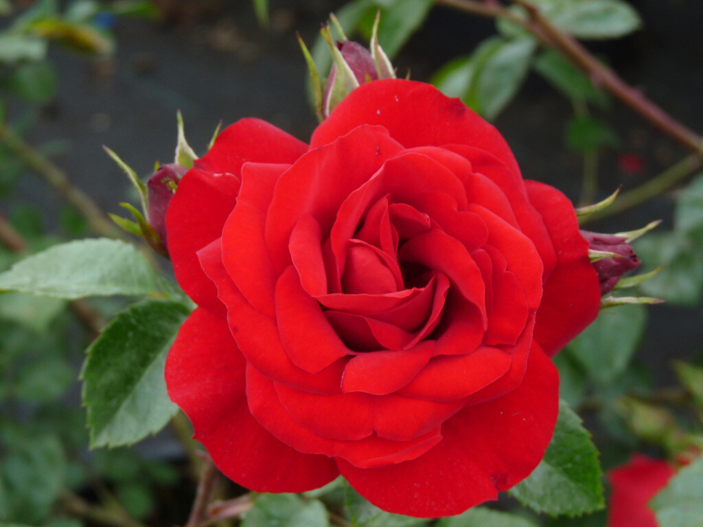Trandafir urcator Rosa Sympathie C2