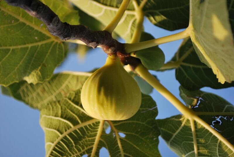 Smochin Ficus carica Col de Dame Blanc C40