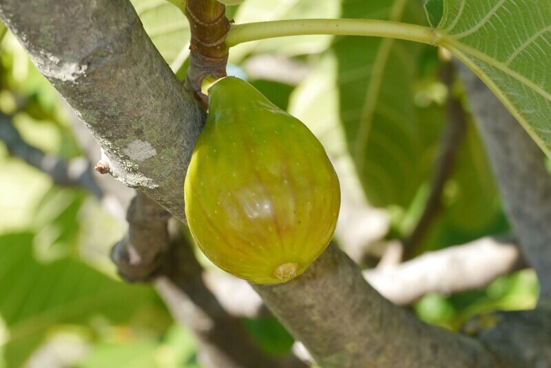 Smochin Ficus carica Figue de Marseille C3