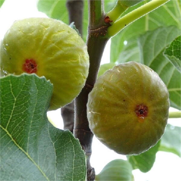 Smochin Ficus carica Goutte de Miel (Goutte D'Or de Carpentras) C3