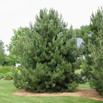 Pin negru Pinus nigra 180-200 BB