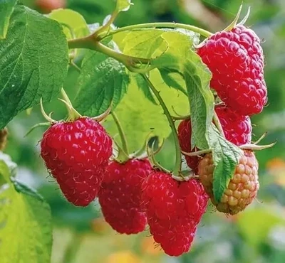 Zmeur Rubus idaeus Heritage P9